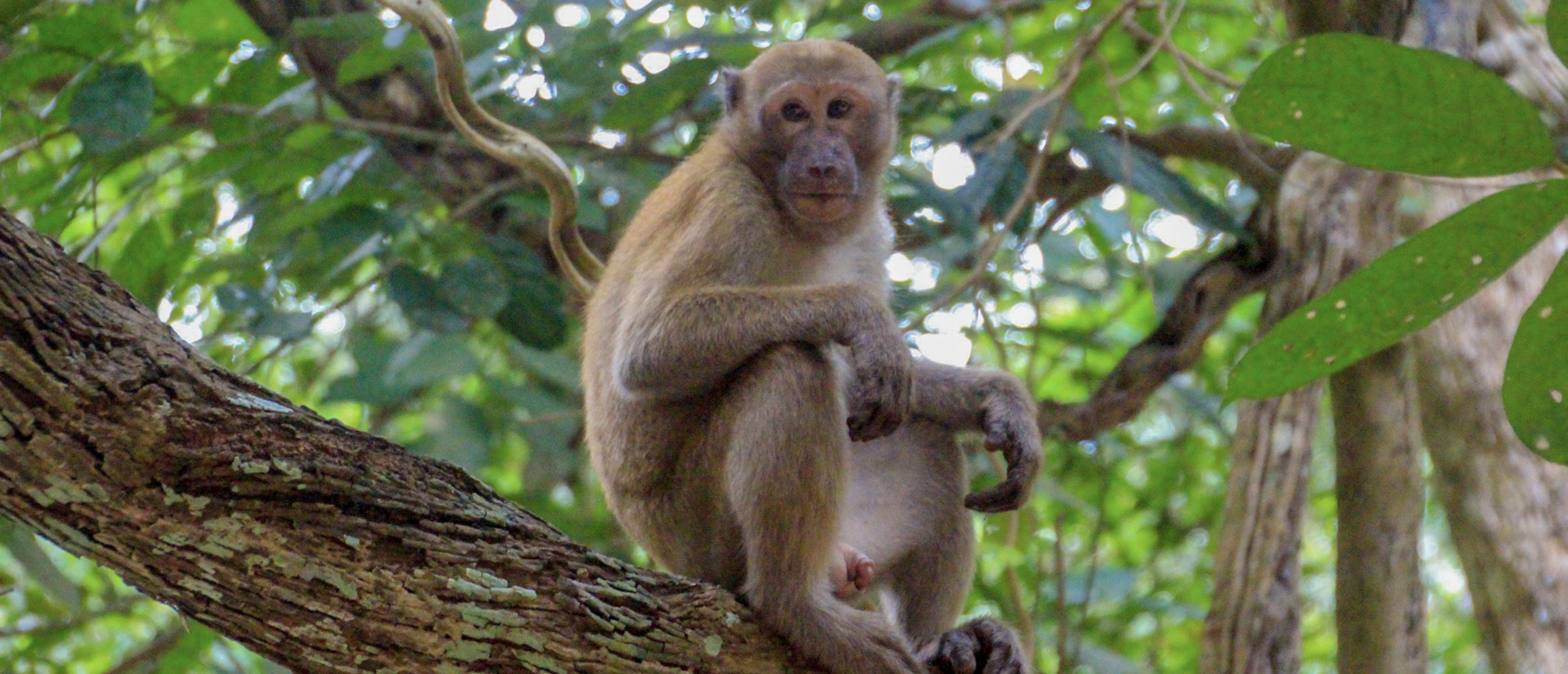 A curious brown monkey sits on a tree branch in Erawan National Park, Thailand.