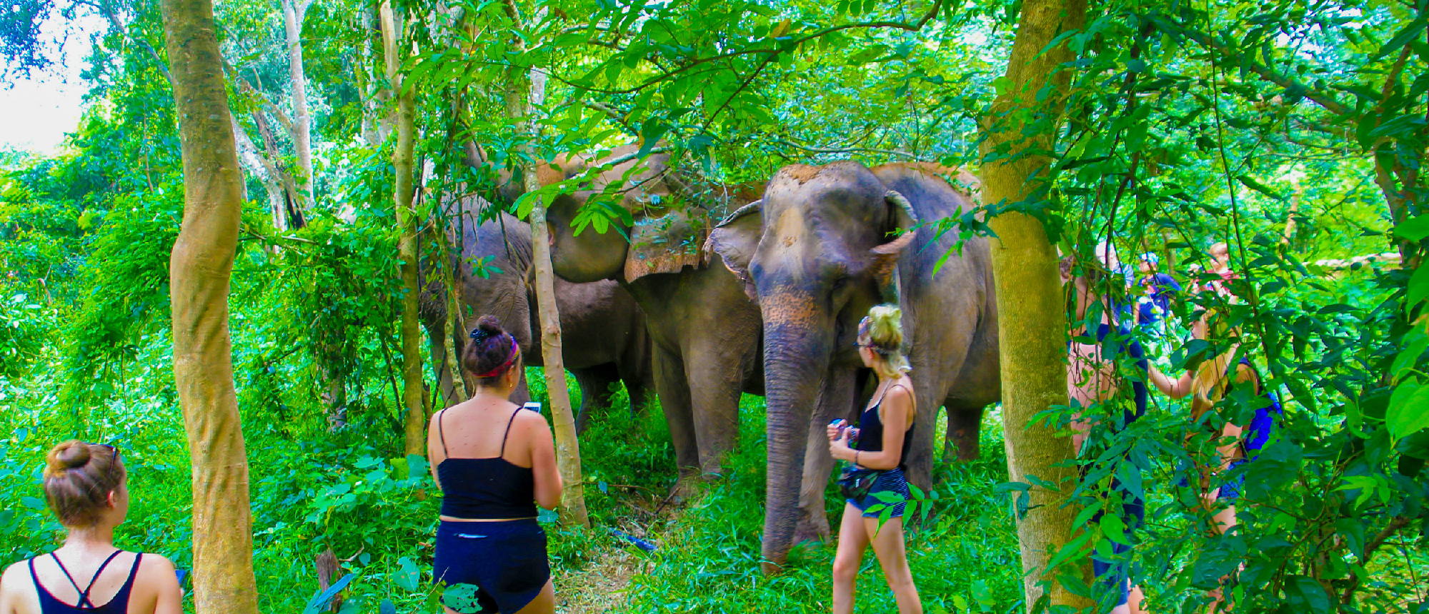 People observe elephants walking through a dense, green forest in Kanchanaburi, Thailand.