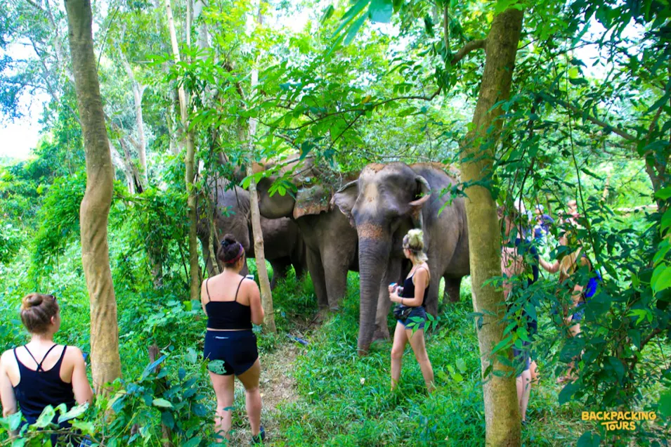 Tourists observe several large elephants standing peacefully in a dense green jungle.