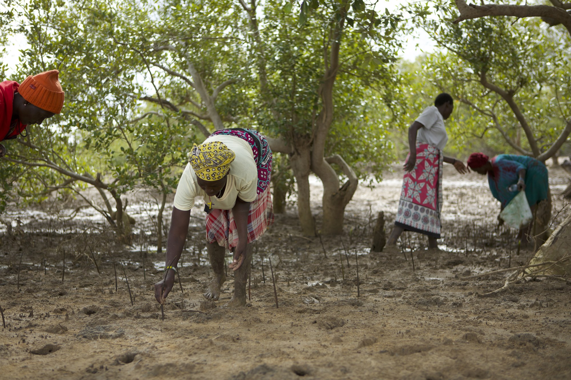 Women planting mangrove seedlings in the mud of a coastal forest.
