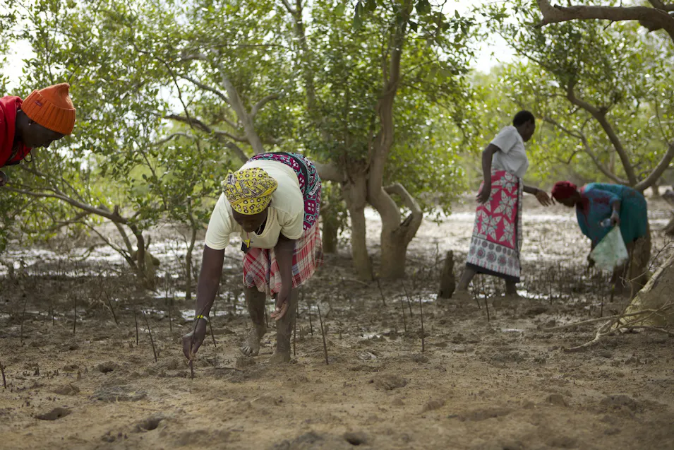 Women planting mangrove seedlings in the mud of a coastal forest.