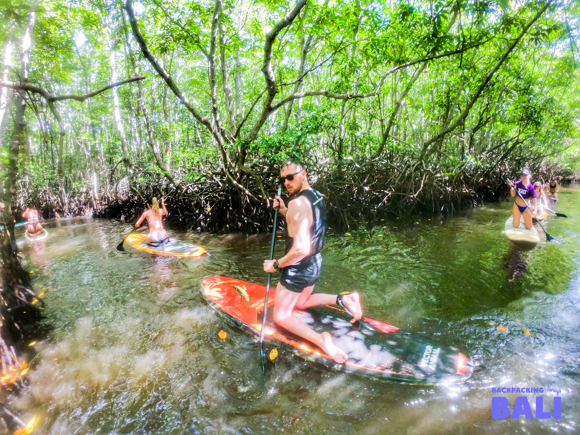 Adventurous travelers paddleboarding through a lush mangrove forest on Nusa Lembongan.