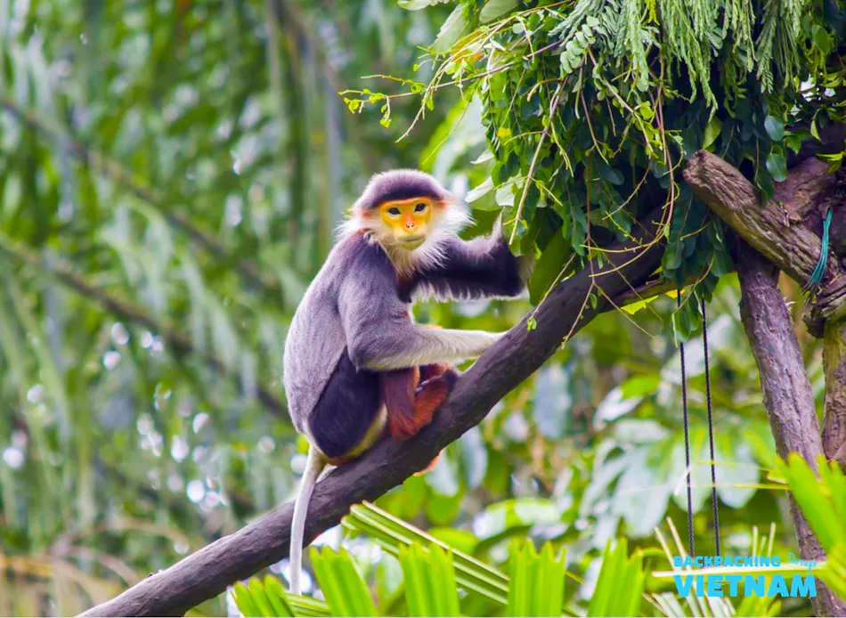 Endangered Primate Rescue Center