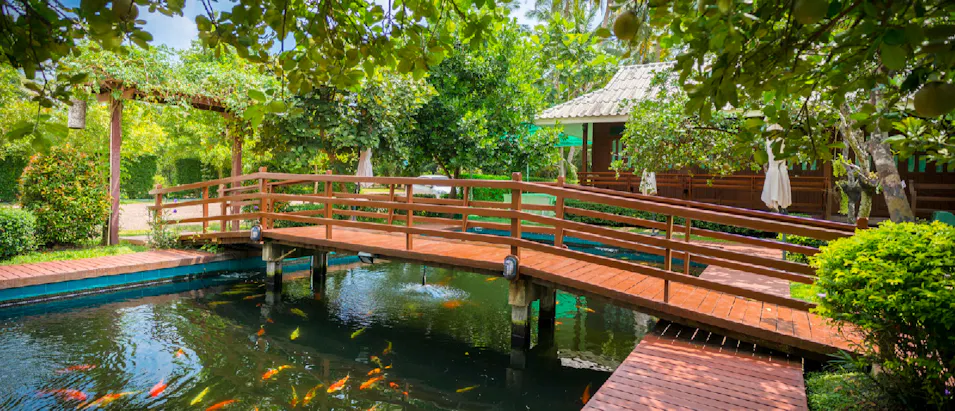 Peaceful garden with a wooden bridge crossing a pond full of vibrant koi fish.