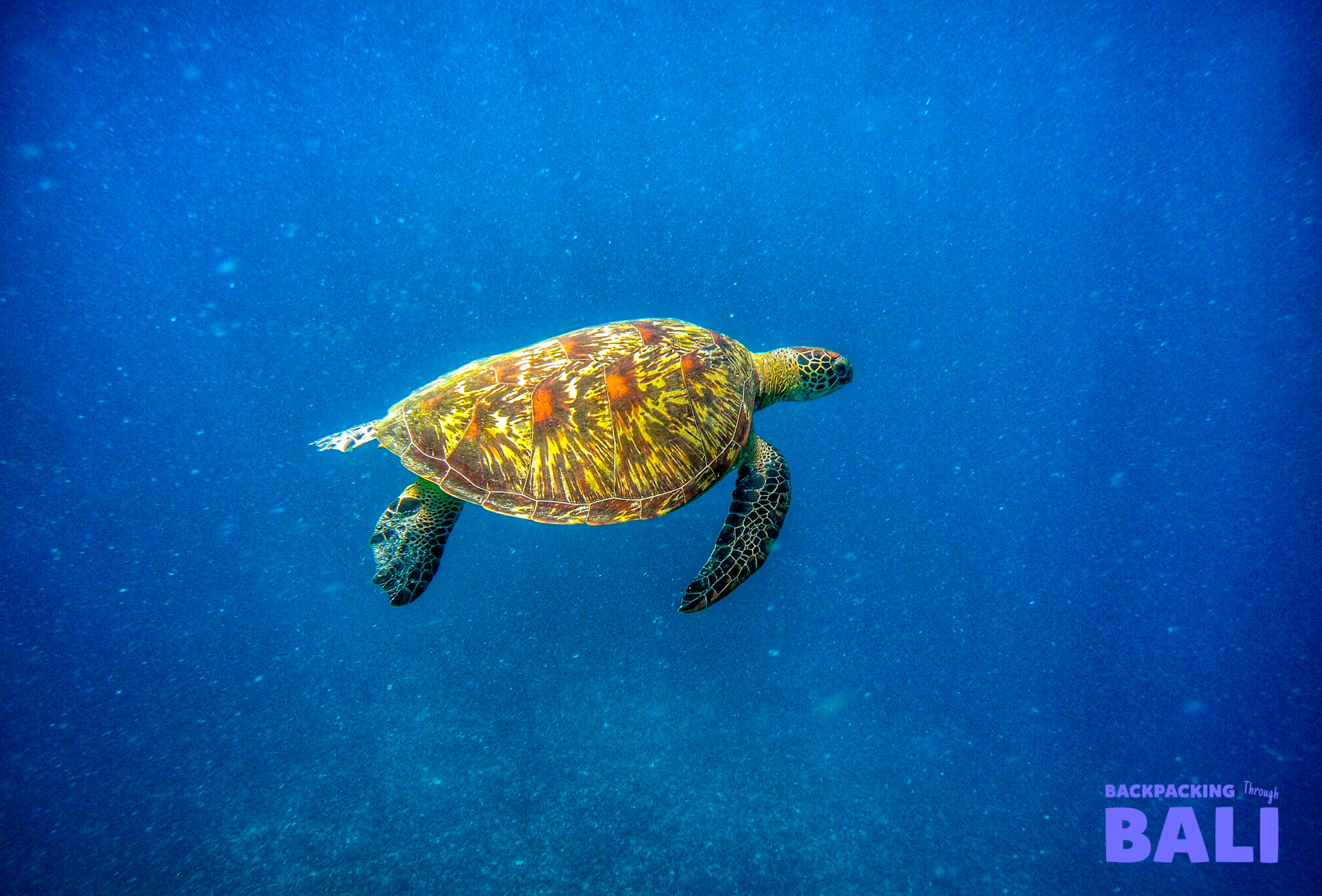 A green sea turtle gracefully swims through the clear blue waters of Gili Trawangan.