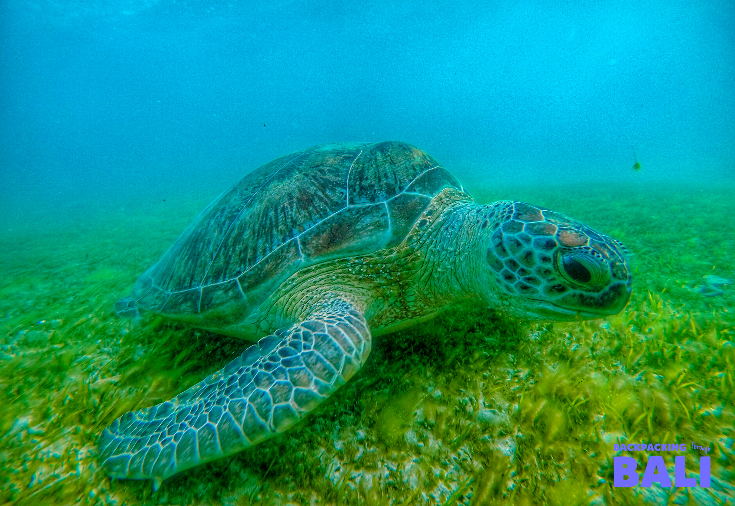 A green sea turtle gracefully swims over vibrant seagrass in the clear waters of Gili Trawangan.