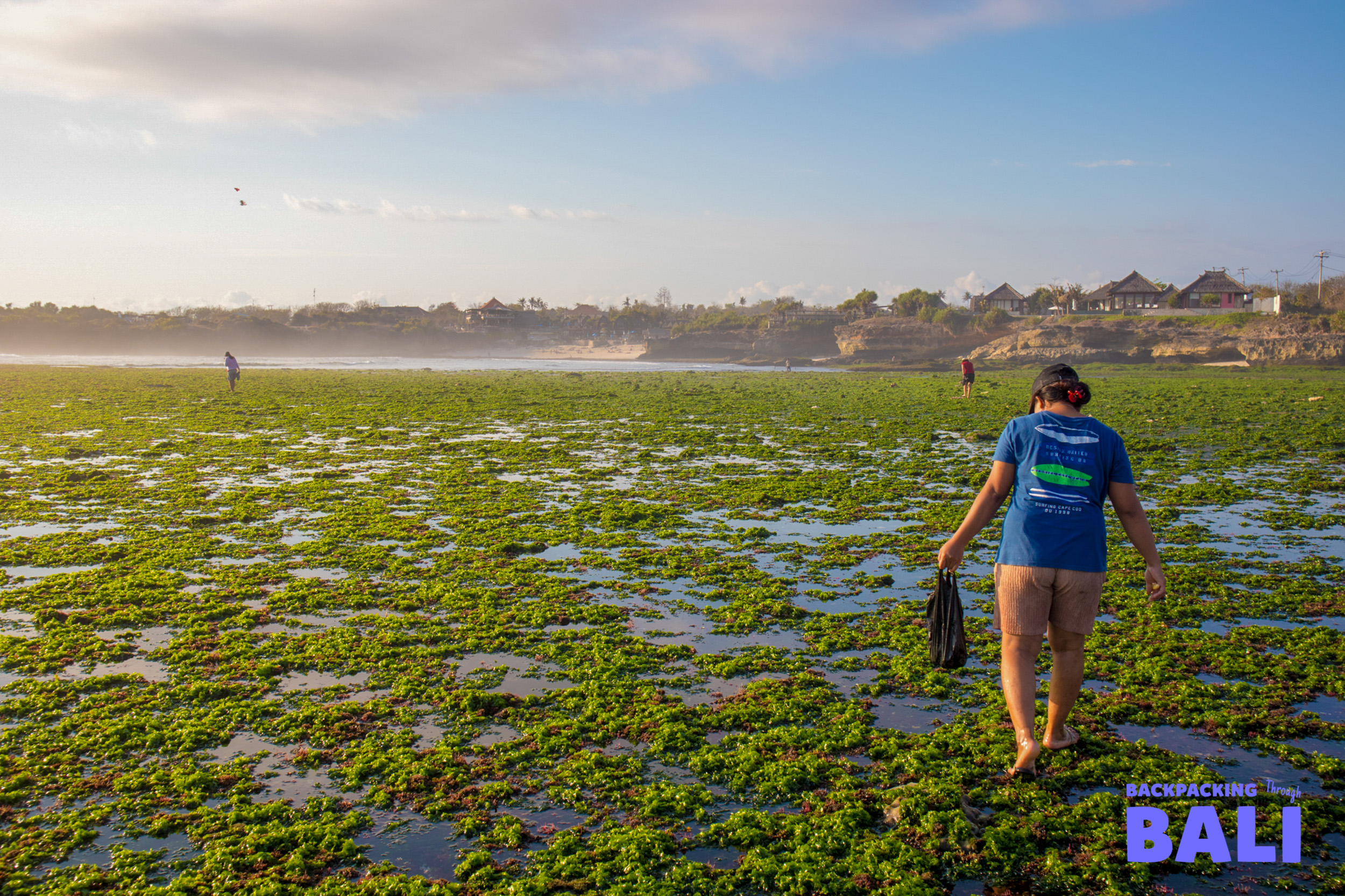 A traveler explores the extensive green seaweed beds of Nusa Lembongan at low tide.