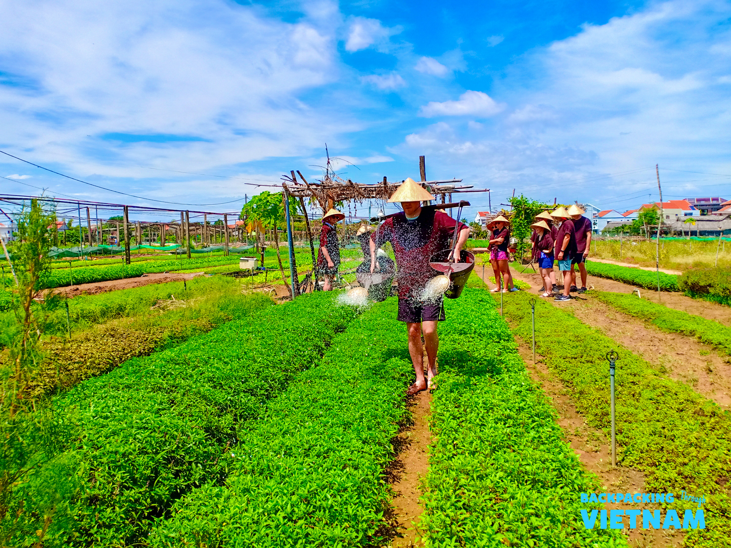 Travelers wearing conical hats learn traditional farming, watering plants in a vibrant green field in Hoi An.