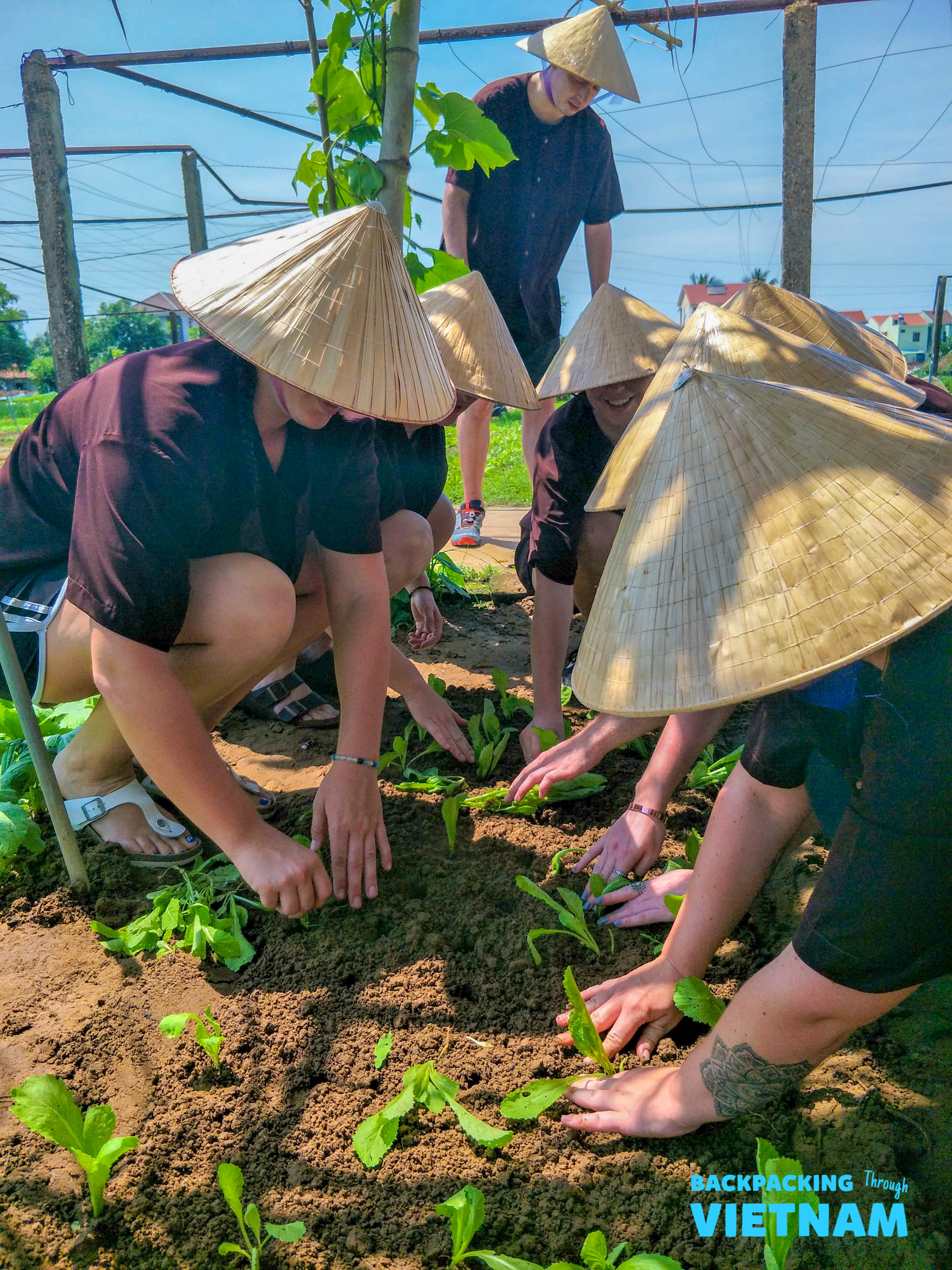 Group of travelers wearing conical hats planting seedlings in an organic farm in Hoi An, Vietnam.