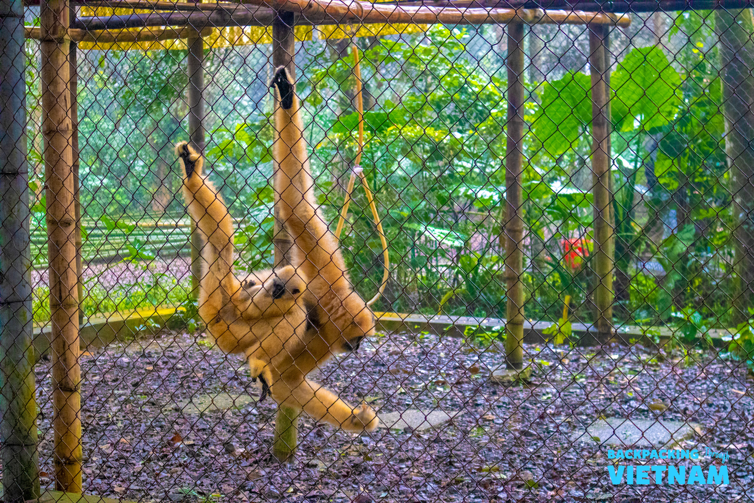 A playful gibbon hangs upside down in its enclosure at the Endangered Primate Rescue Centre in Phong Nha, Vietnam.