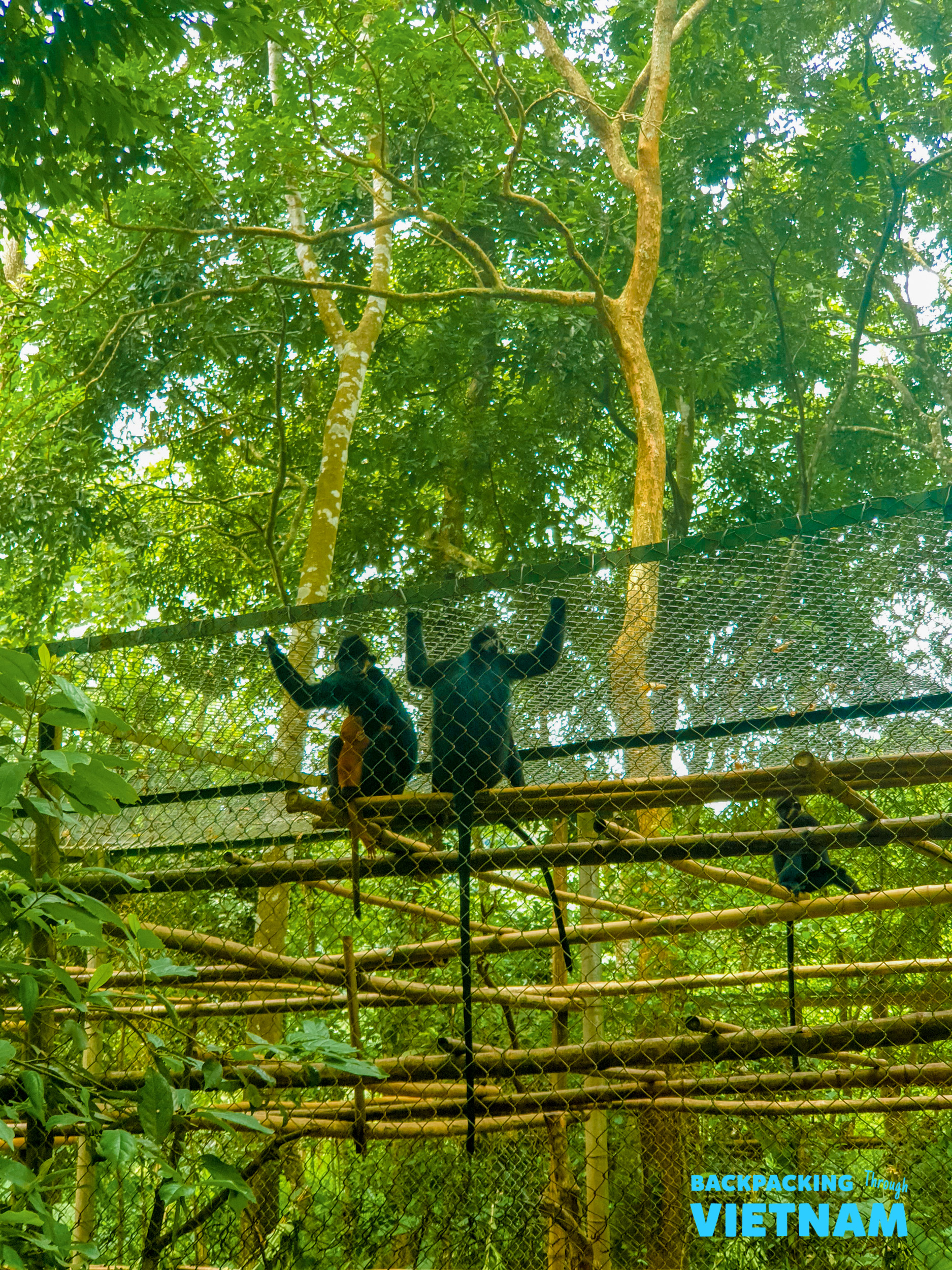 Critically endangered langurs climb and rest within their spacious enclosure at a primate rescue centre in Phong Nha.