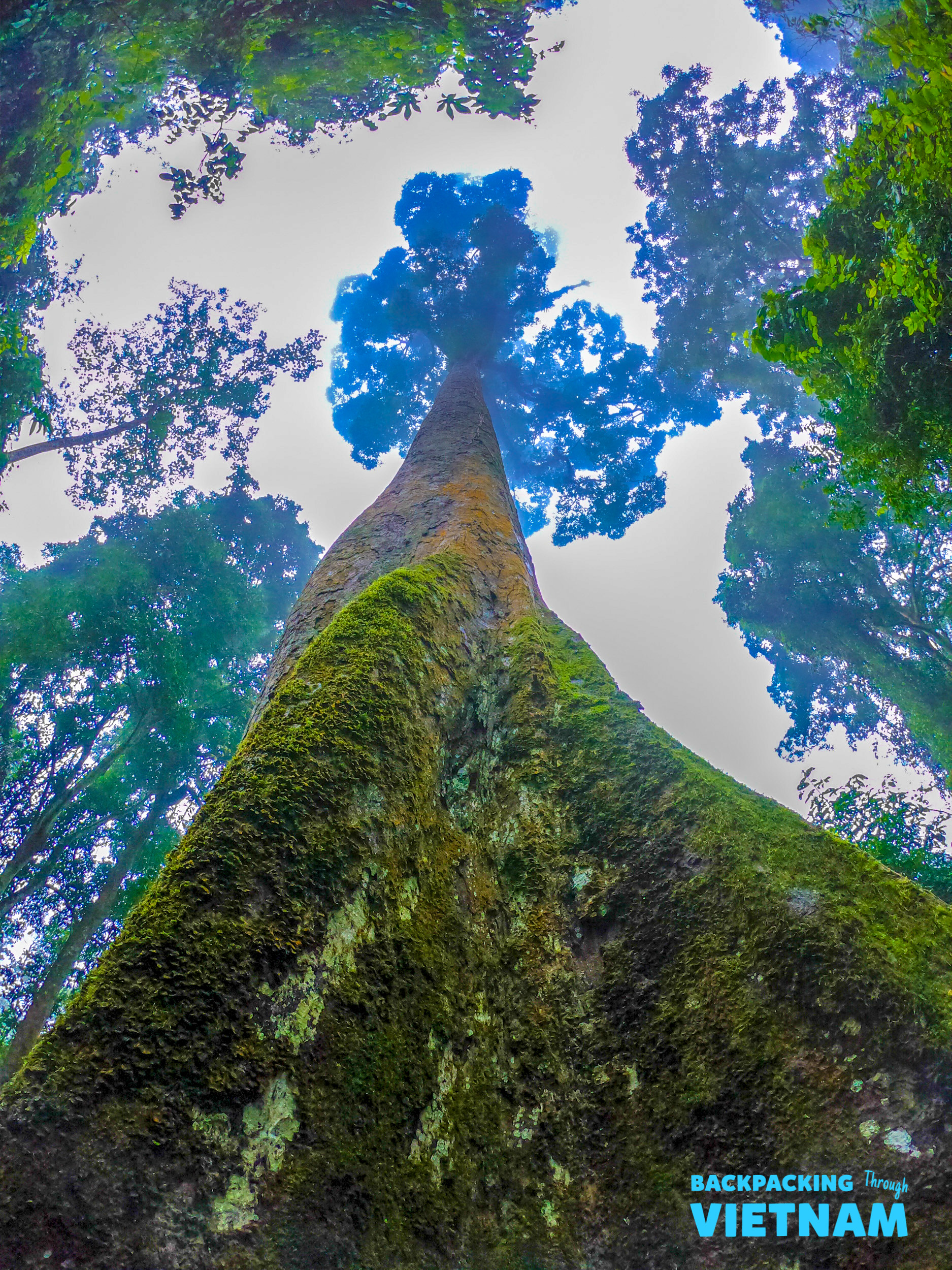 Looking up at a giant moss-covered tree reaching for the sky in Phong Nha jungle.