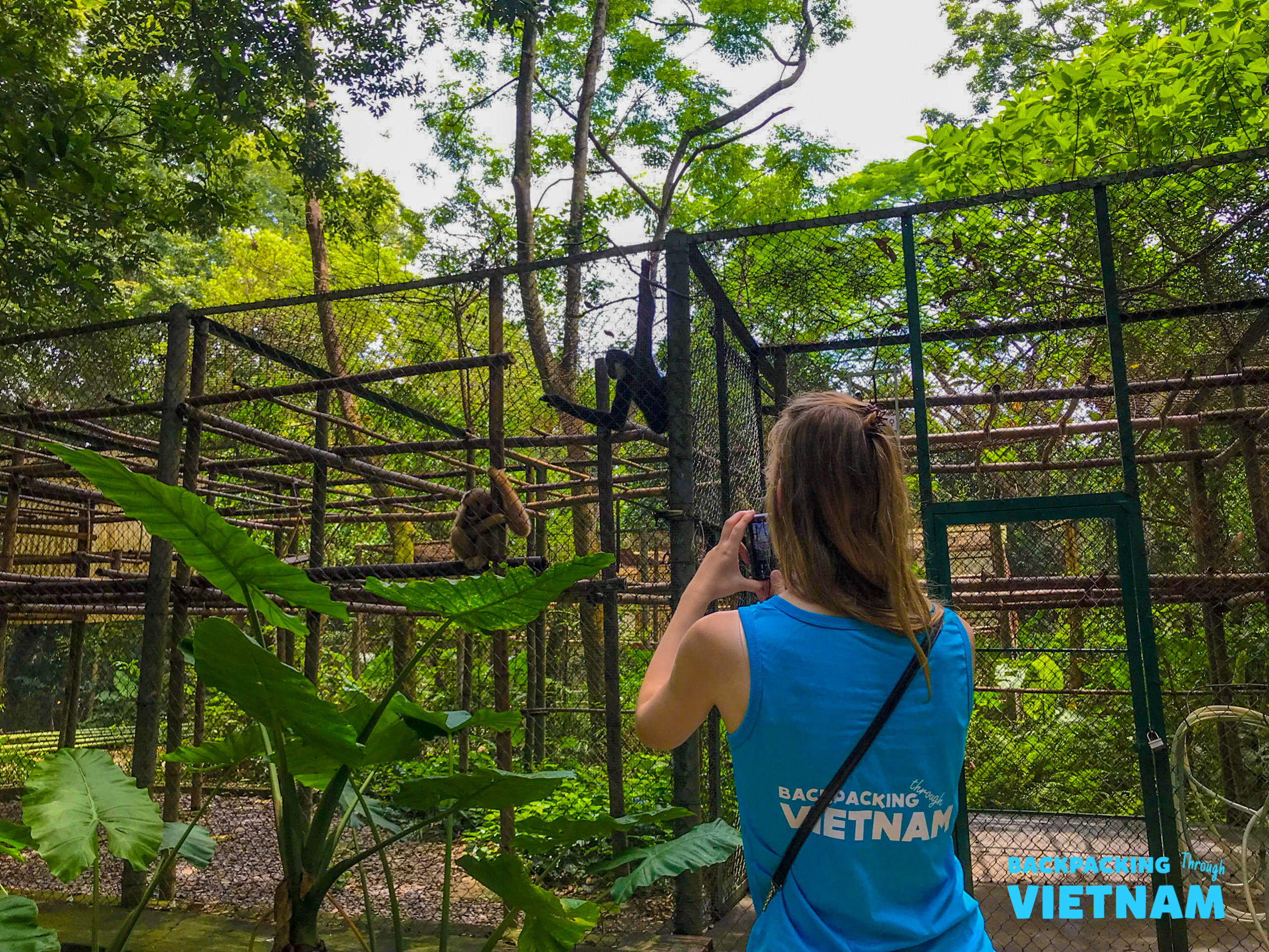 A woman photographs primates in a large outdoor enclosure at a rescue centre in Phong Nha.