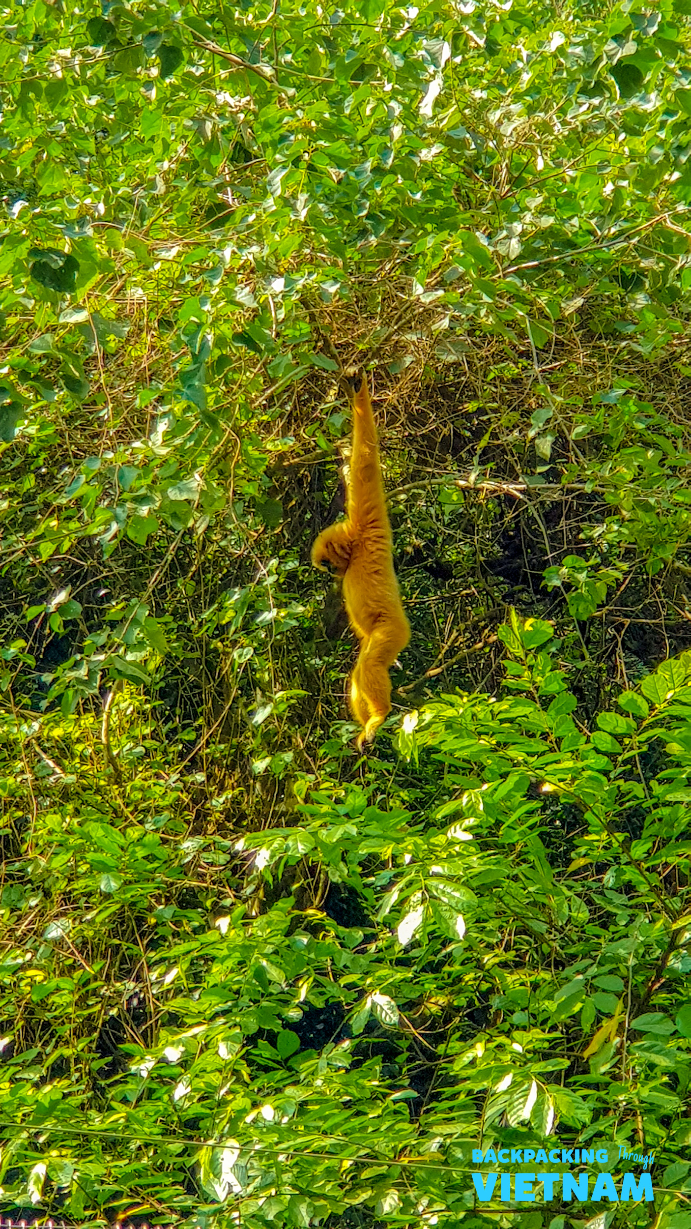 A golden gibbon hangs from a tree branch in the lush green jungle, Phong Nha, Vietnam.