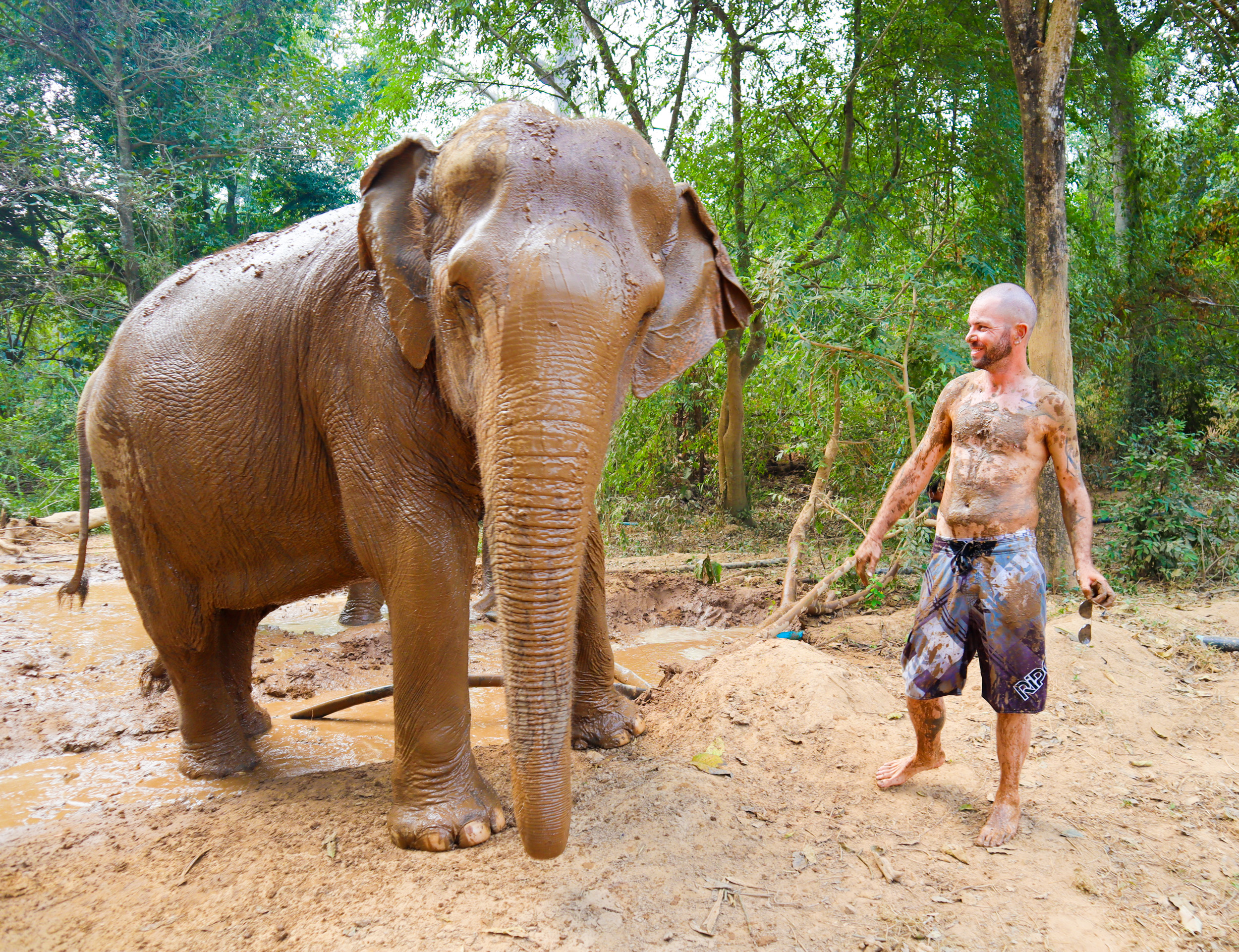 A smiling man and a large elephant covered in mud, standing in a jungle in Thailand.