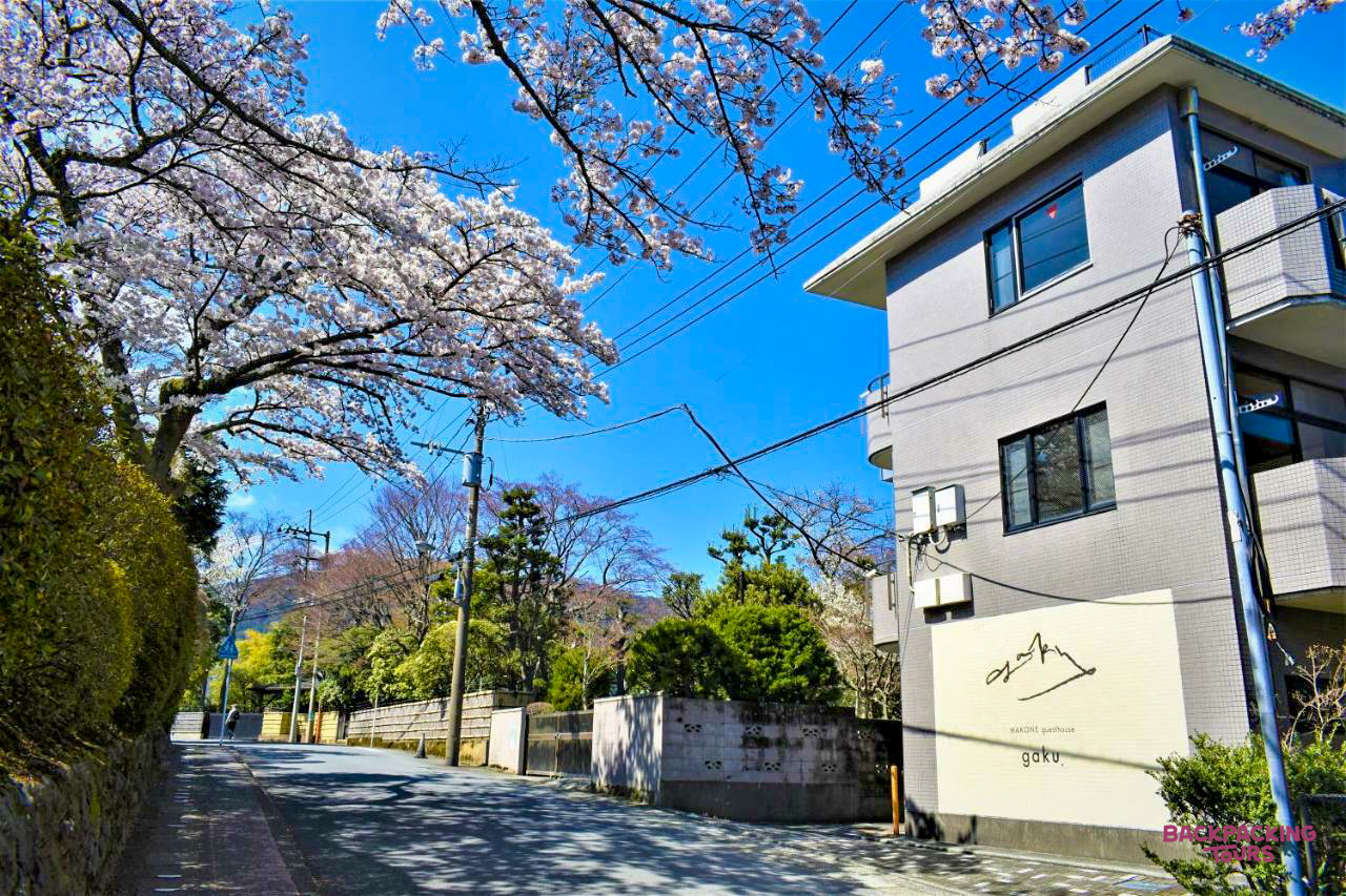 Cherry blossoms frame a modern guesthouse on a quiet street in the scenic town of Hakone.