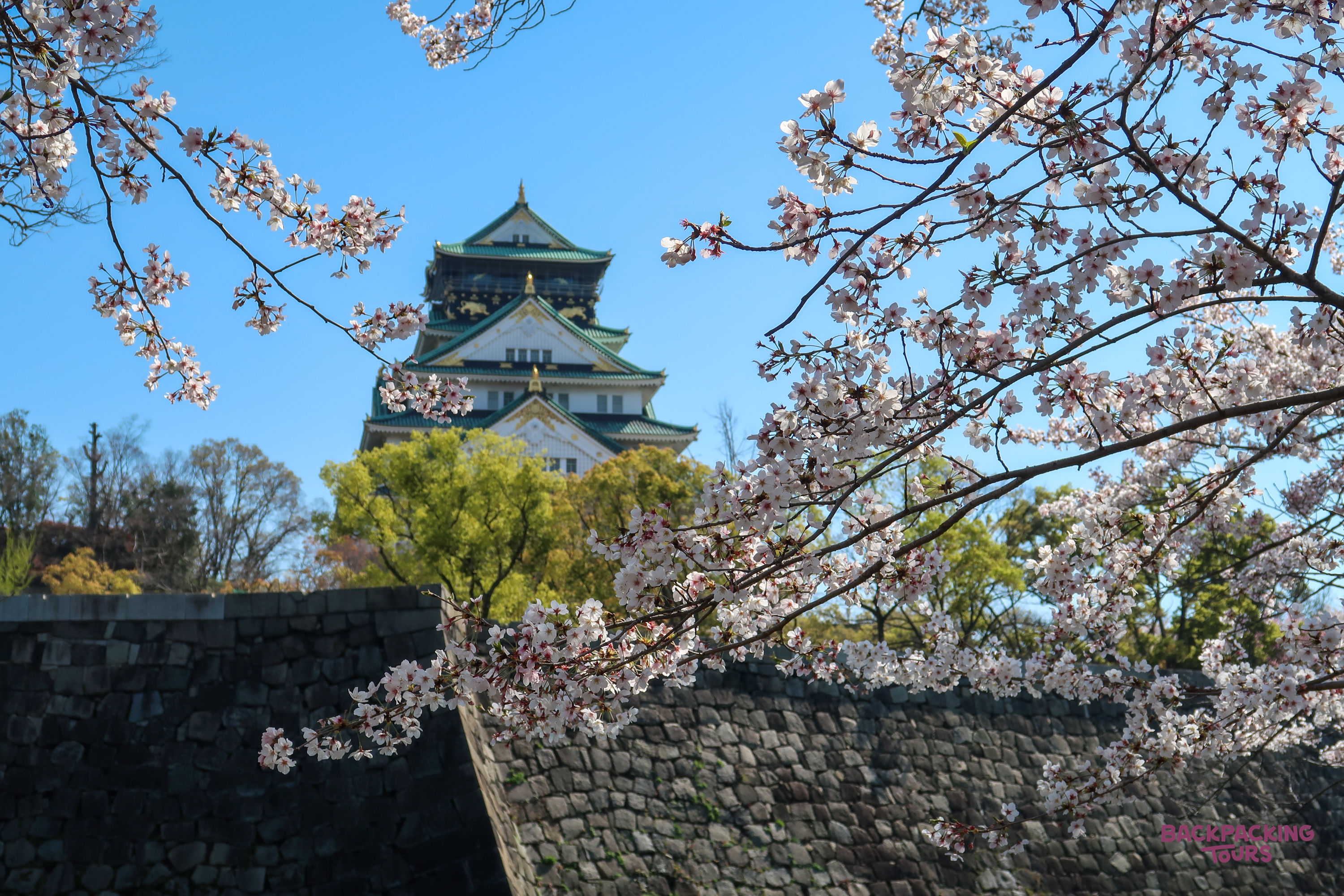 Osaka Castle, framed by delicate pink cherry blossoms and a historic stone wall, under a clear blue sky.