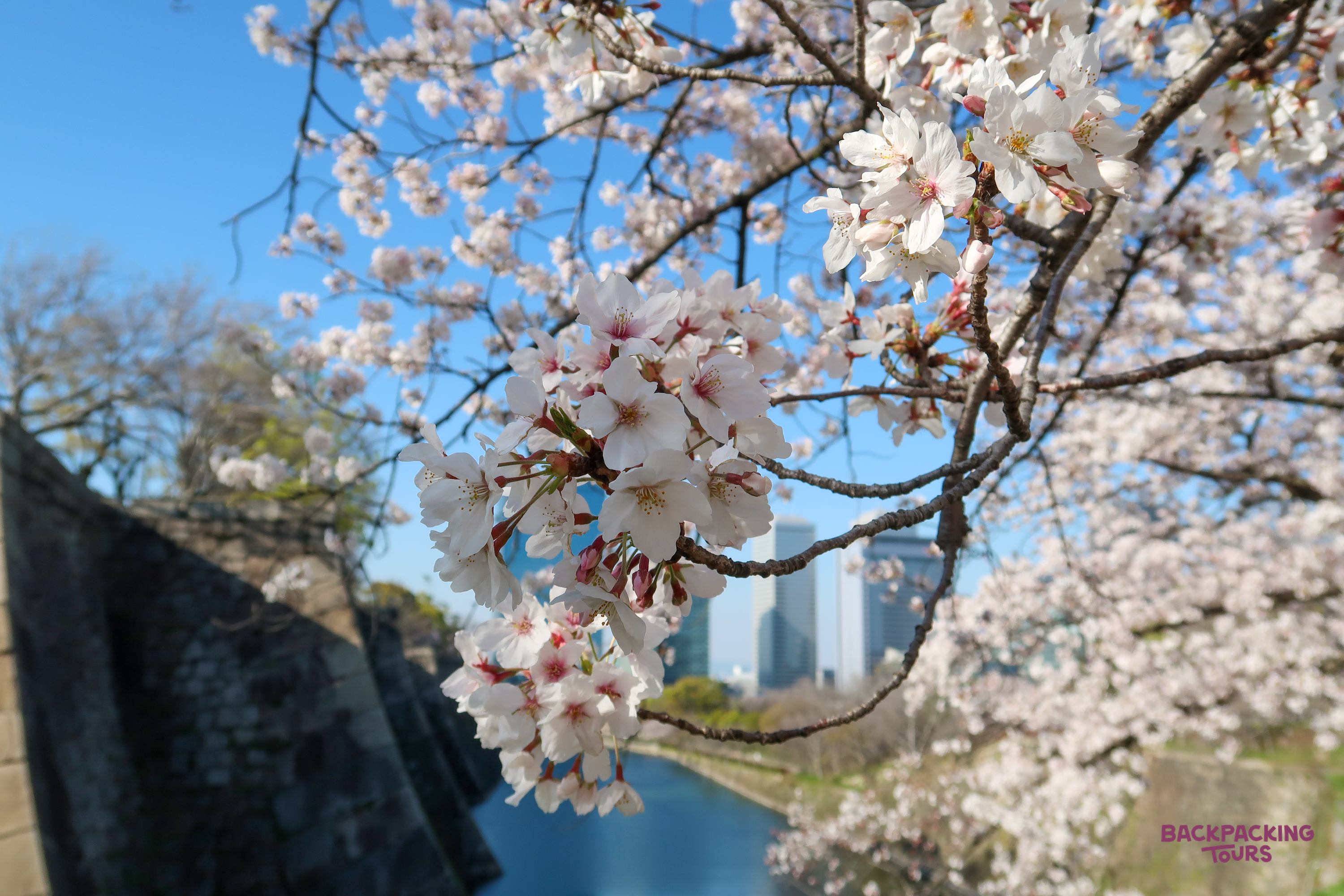 Beautiful cherry blossoms frame a view of Osaka's river and modern city skyline.