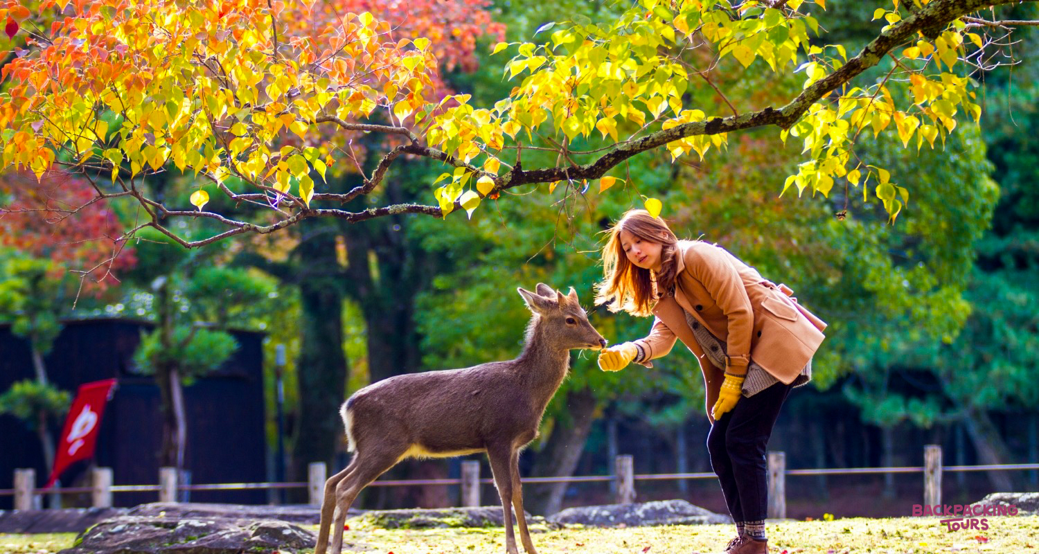 A woman gently feeds a wild deer in Nara Park under vibrant autumn trees.