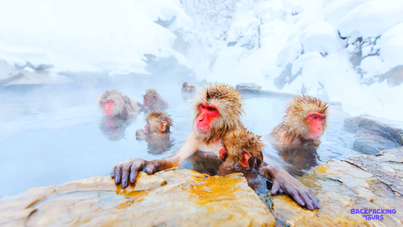 Wild snow monkeys relaxing in a steaming hot spring at Jigokudani Monkey Park.