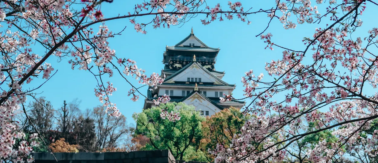 Majestic Osaka Castle framed by vibrant pink cherry blossoms against a bright blue spring sky.