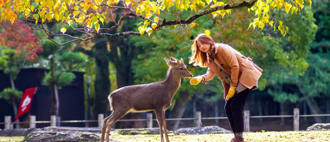 A woman in a brown coat gently feeds a deer in Nara Park during autumn.