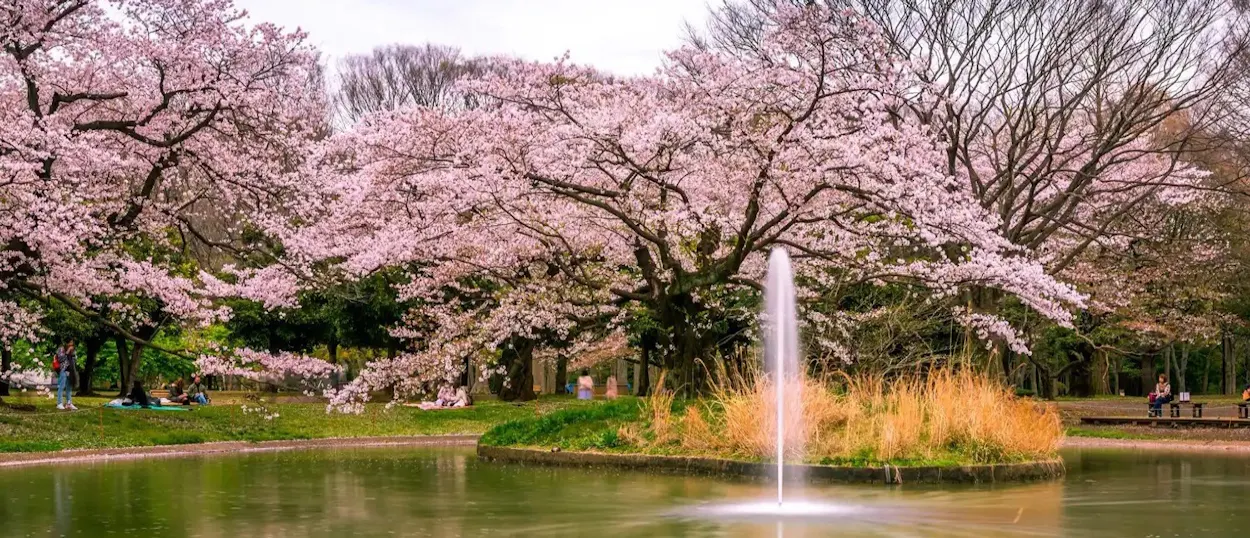 Pink cherry blossoms frame a tranquil pond with a fountain and people relaxing in Yoyogi Park, Tokyo.