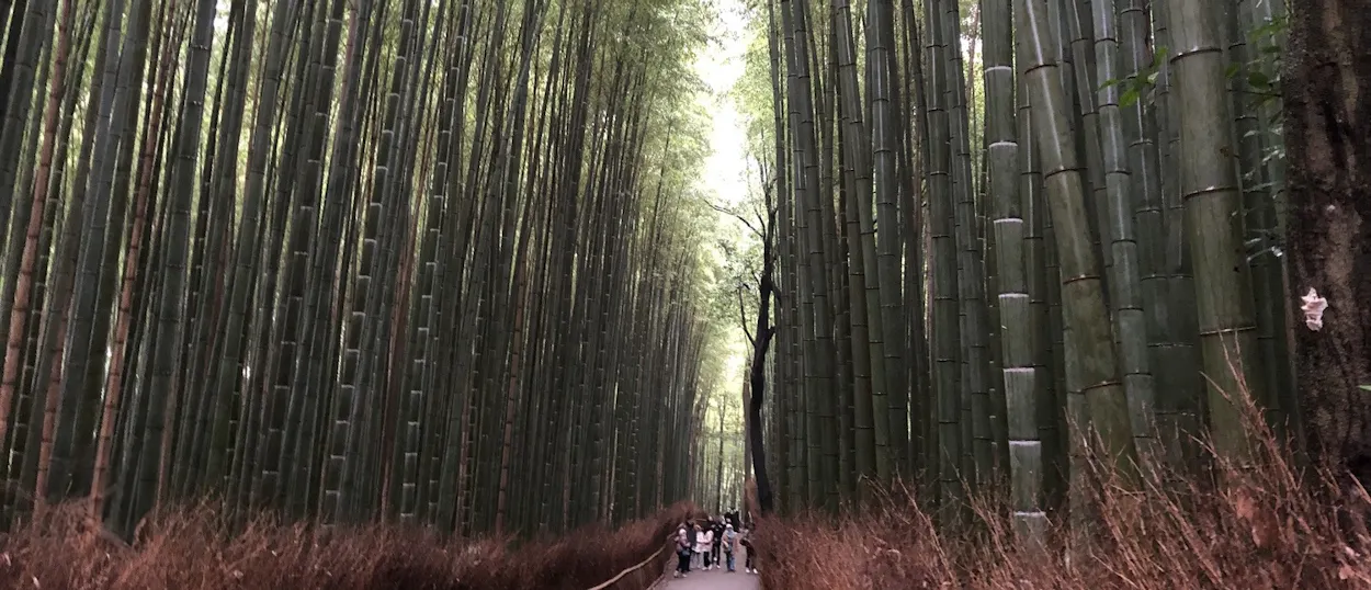 People walk along a path through the towering green bamboo stalks of Arashiyama Bamboo Grove.