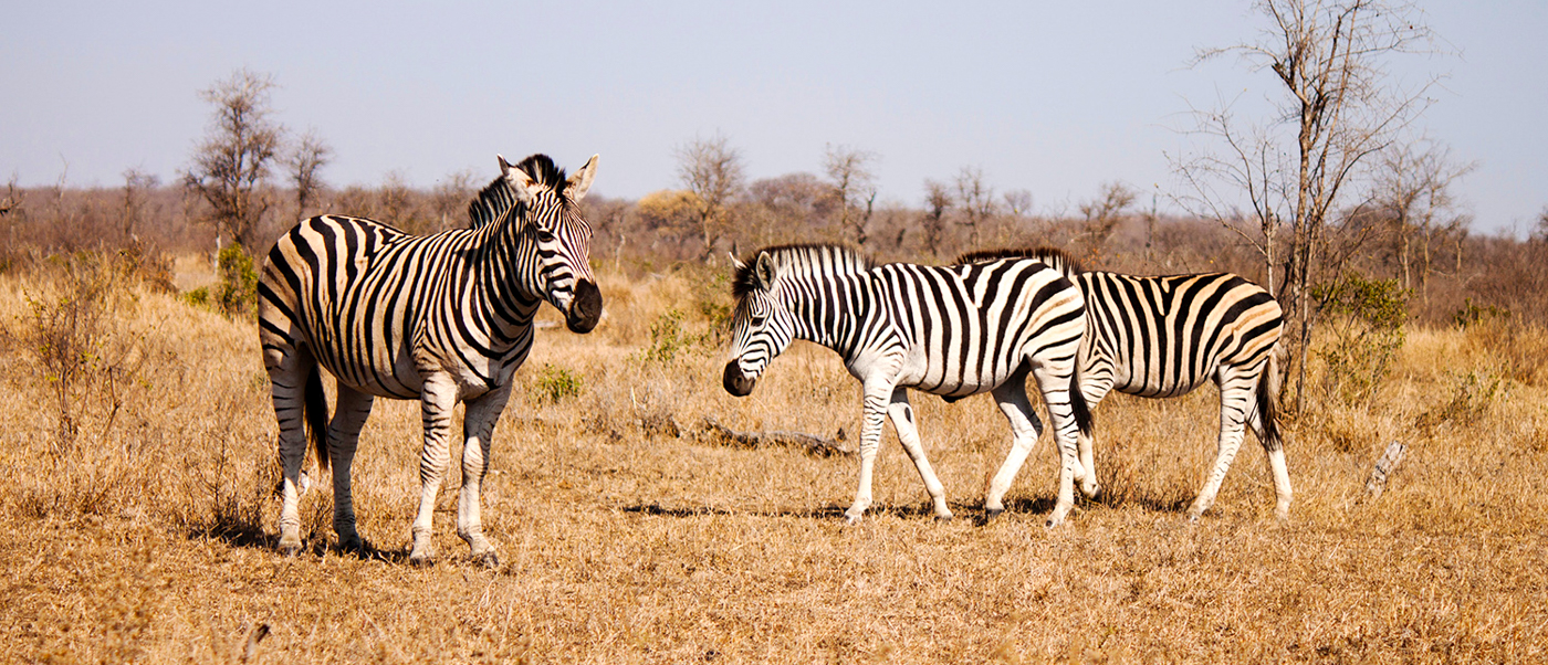 Kruger NationalPark