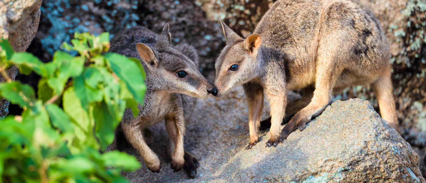 Two wallabies touch noses on sunlit rocks with green plants on Magnetic Island.