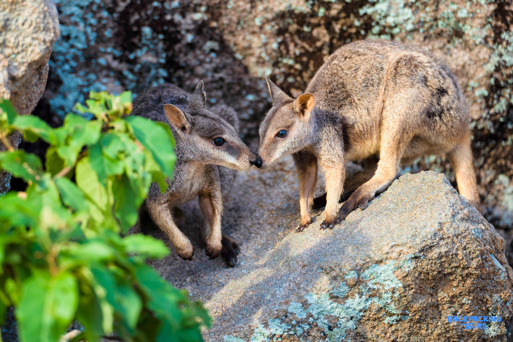 Two wild wallabies on Magnetic Island share a gentle nose touch on sun-drenched rocks.