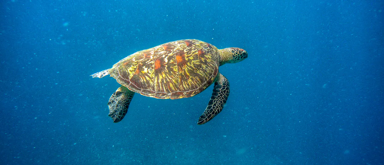 A large green sea turtle swims gracefully through the clear blue waters of Gili Trawangan.