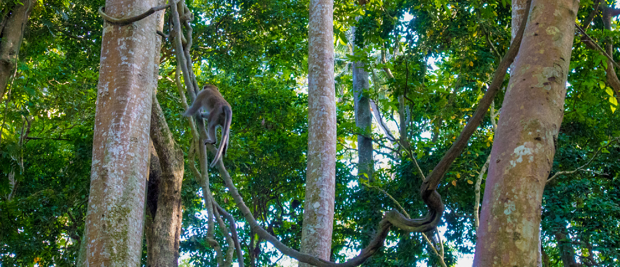 A monkey climbs a thick vine between tall trees in Ubud's Sacred Monkey Forest Sanctuary.