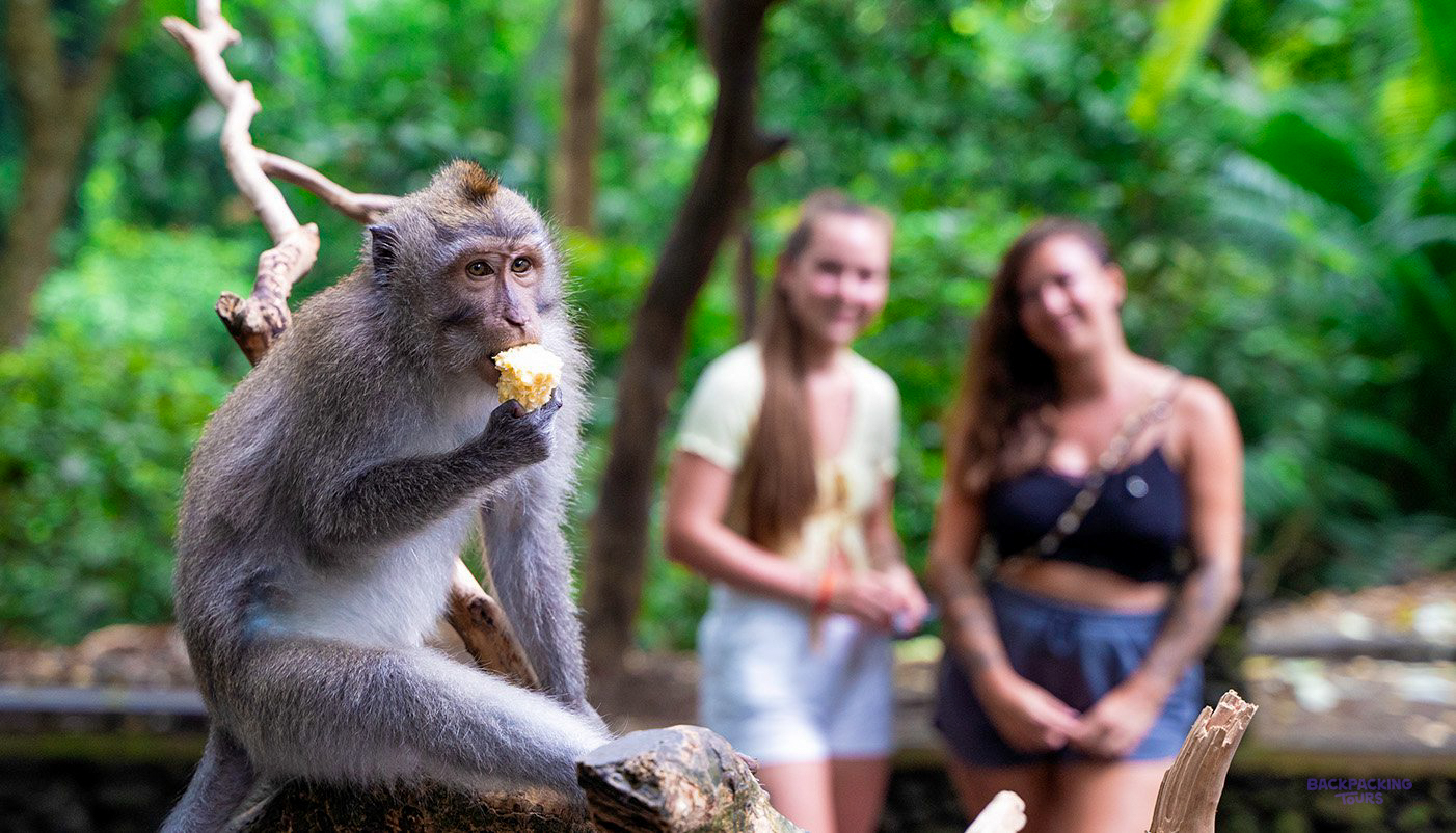 A macaque monkey enjoys a snack in the Sacred Monkey Forest, Ubud, with two smiling tourists.