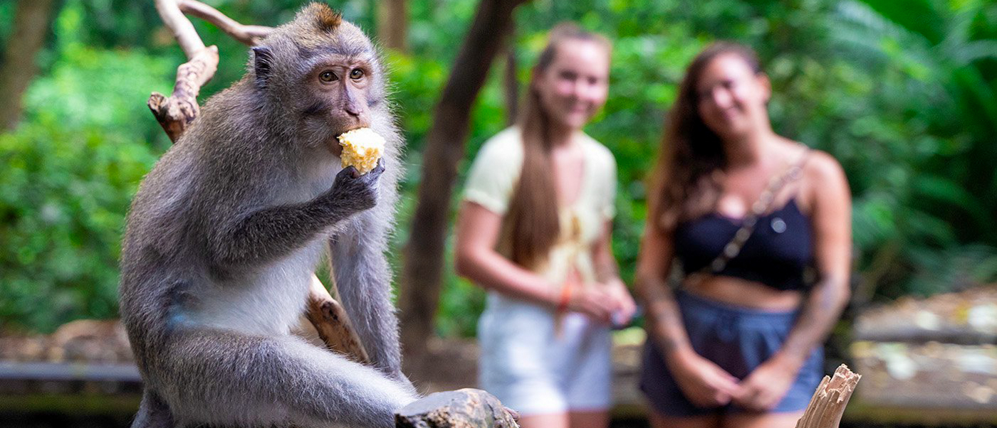 A macaque monkey eats fruit in Ubud's Sacred Monkey Forest, observed by two smiling women.