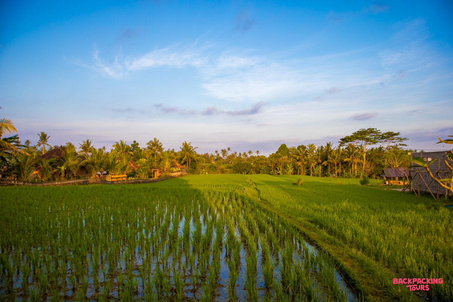 Lush green rice paddies in Ubud, Bali, reflecting the blue sky under a warm sun.