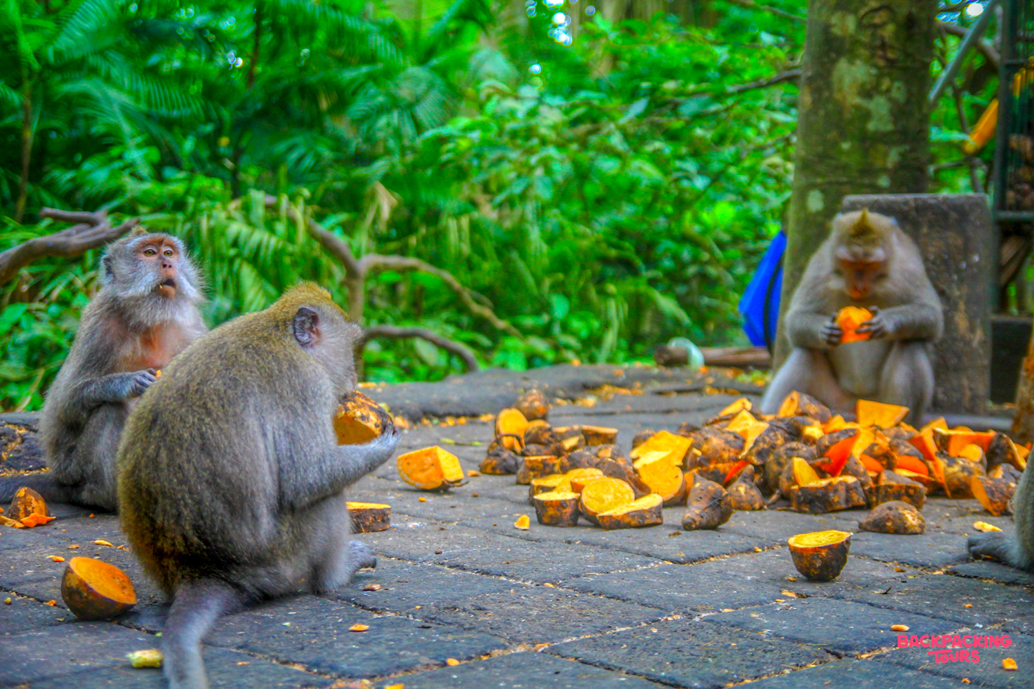 Macaque monkeys gather on a paved path, enjoying a feast of orange fruit in Ubud, Bali.