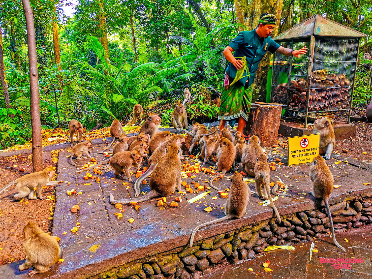 A park ranger feeds many playful macaques gathered in Ubud's Sacred Monkey Forest Sanctuary, Bali.
