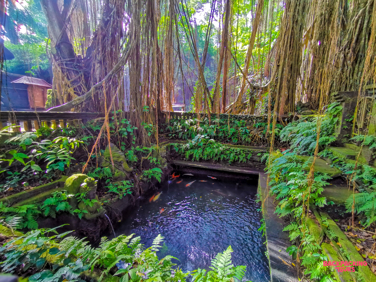 A tranquil pond with colorful koi fish among lush tropical plants and ancient banyan tree roots in Ubud.