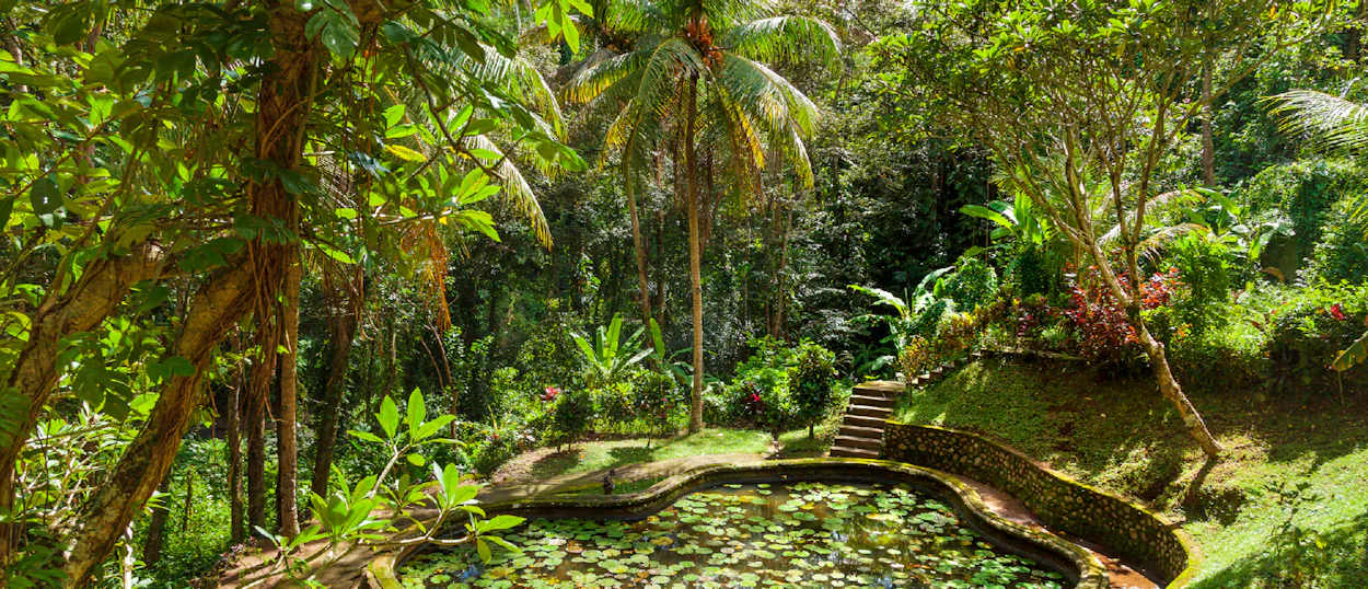 A serene pond with lily pads surrounded by lush green tropical jungle and stone steps in Ubud, Bali.