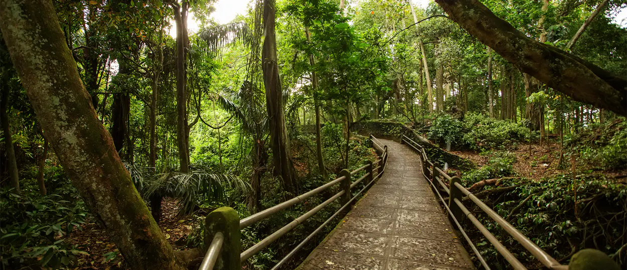 A winding path with railings through the lush, green Sacred Monkey Forest Sanctuary in Ubud, Bali.