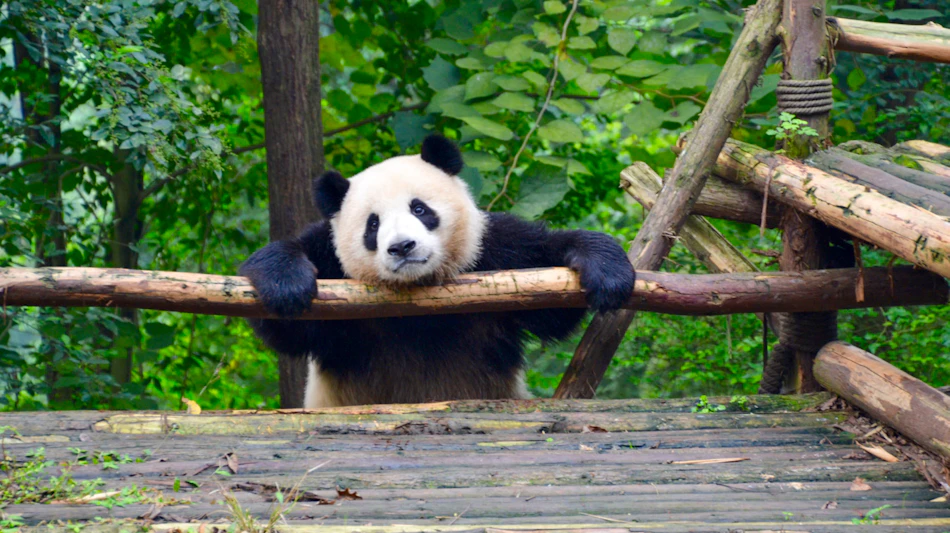 Giant Panda in Chengdu