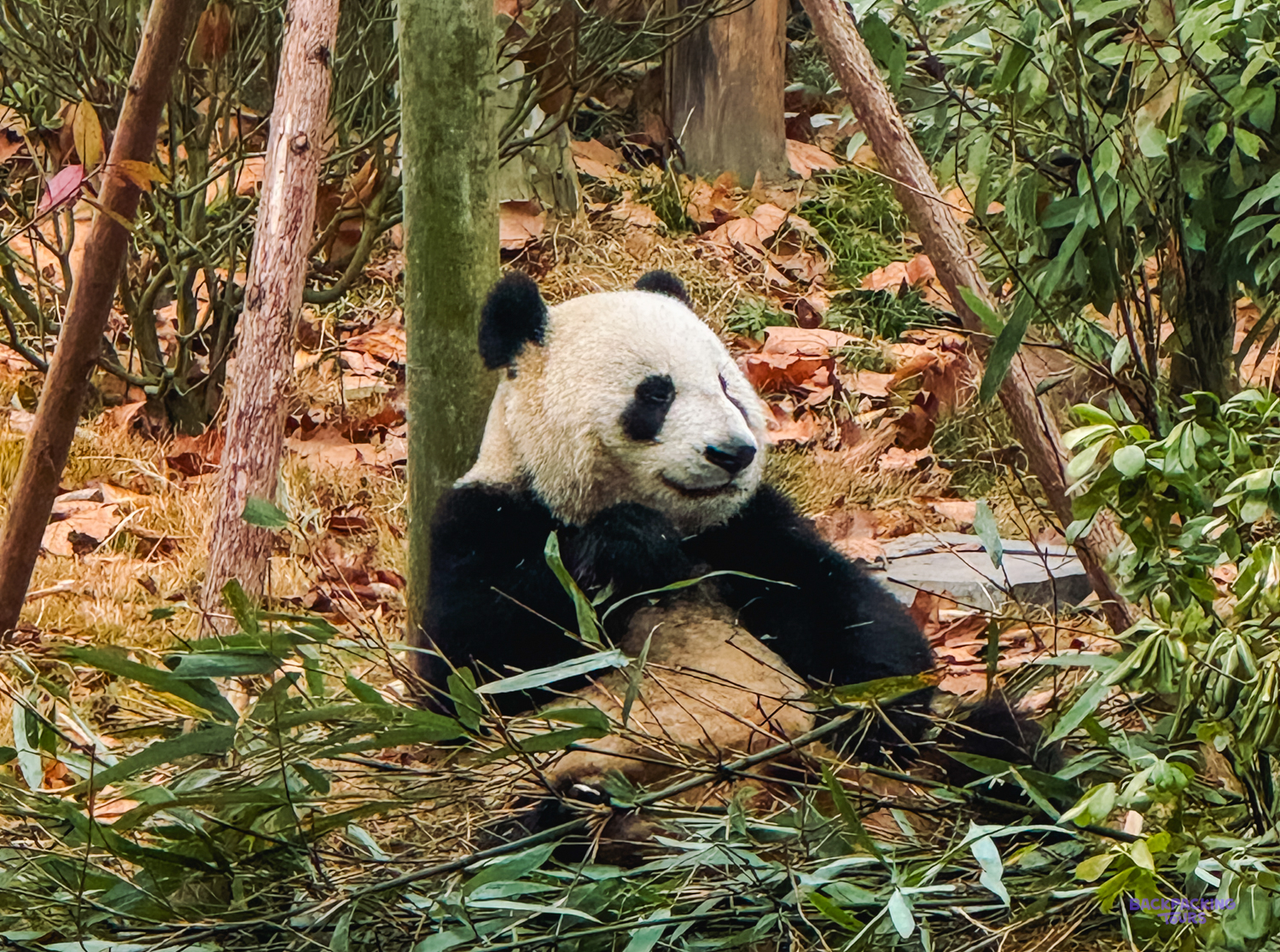 A giant panda sits among bamboo and fallen leaves at the Chengdu Research Base.