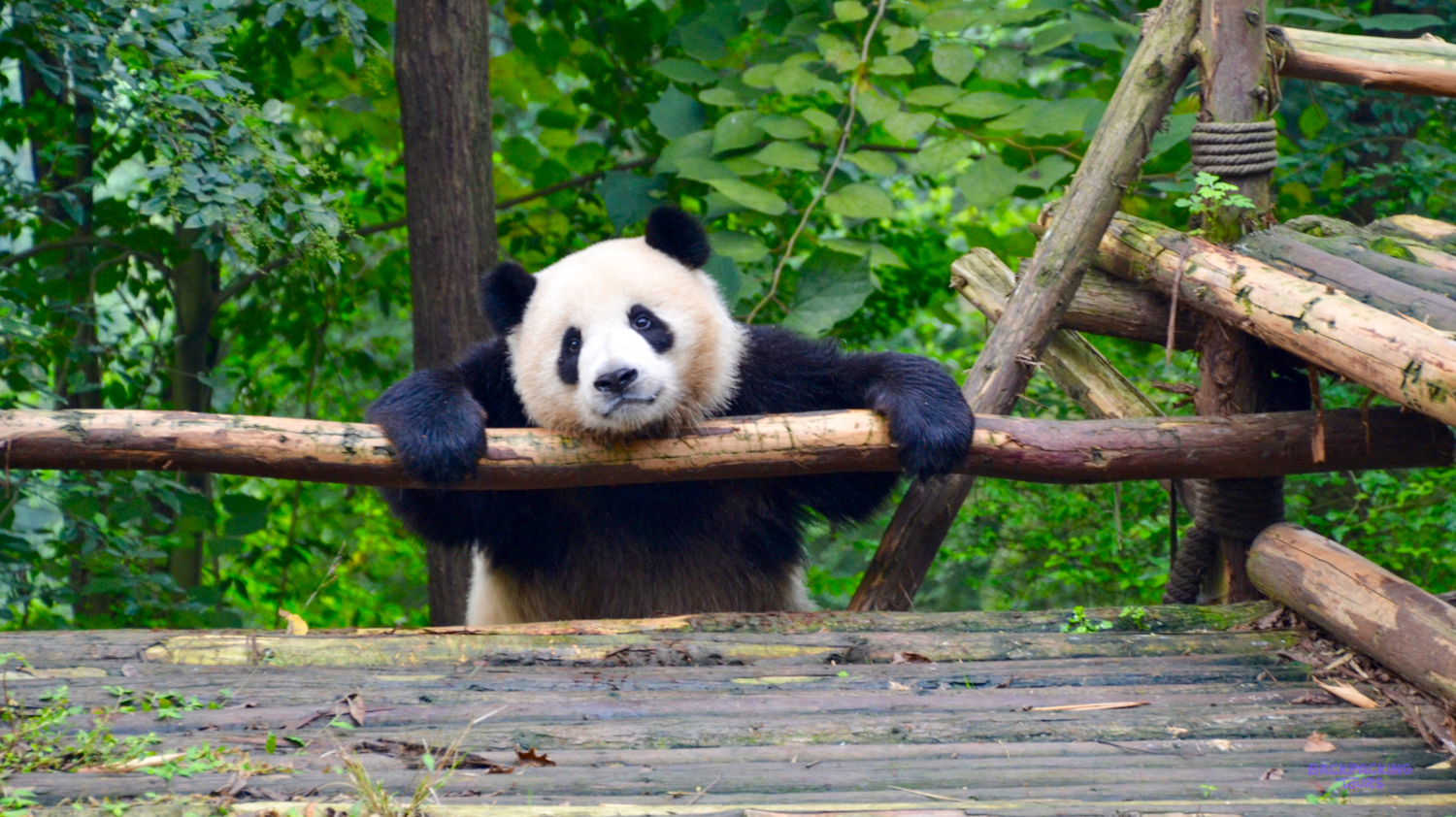 A cute giant panda relaxes on a wooden platform, looking at visitors at the Chengdu Research Base.