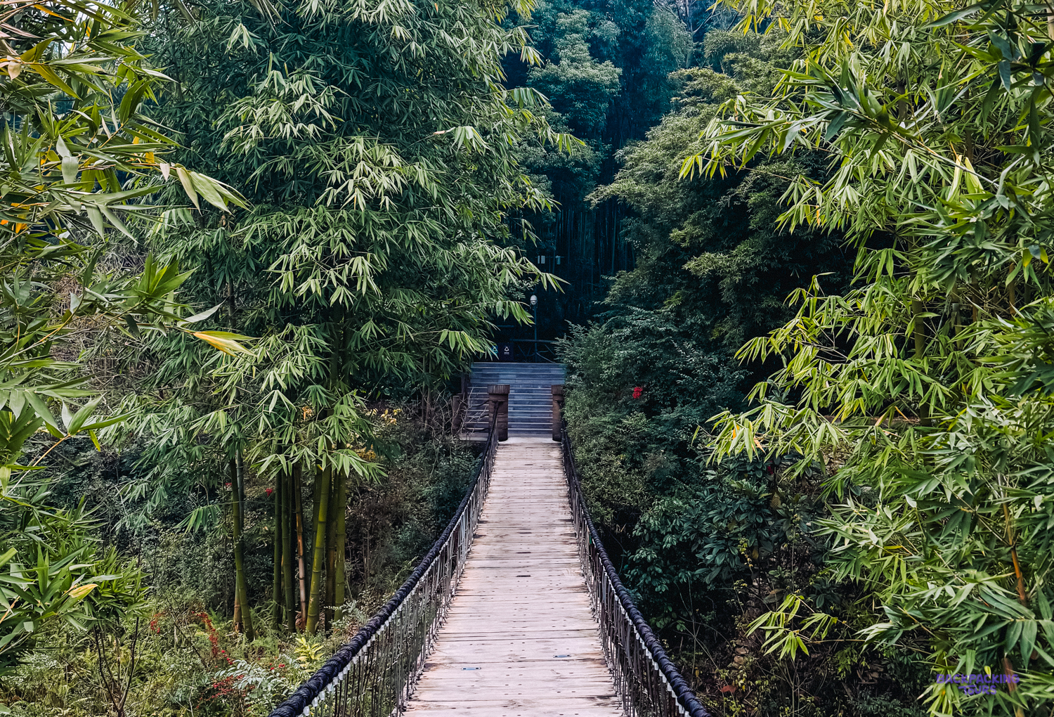 A wooden bridge winding through a lush bamboo forest at the Chengdu Panda Base.