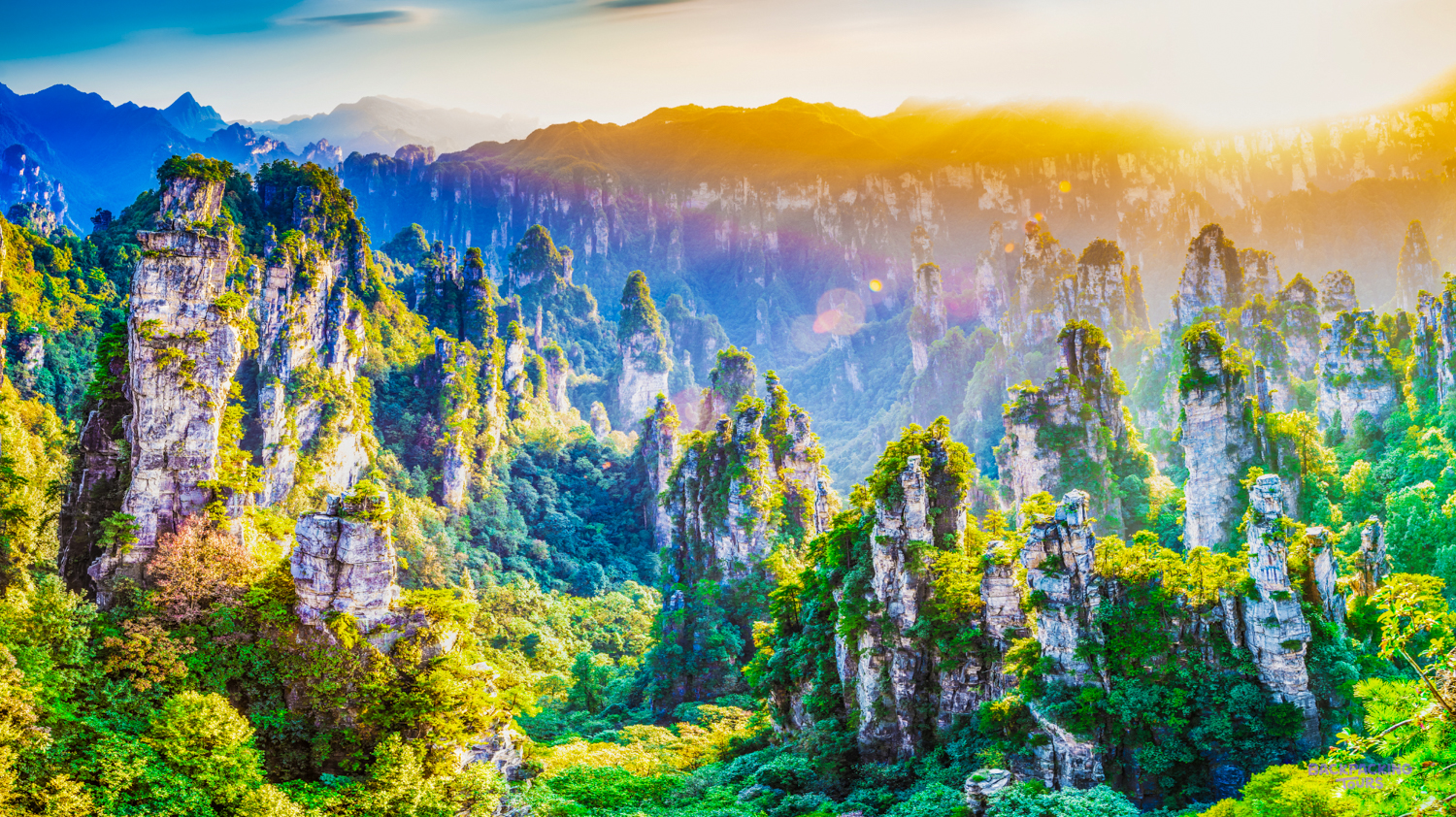 Towering, tree-covered sandstone pillars bathed in golden light create a breathtaking landscape in Zhangjiajie.