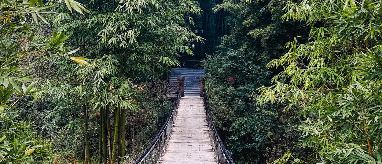A wooden walkway surrounded by dense green bamboo and trees leads to stone steps in Chengdu.