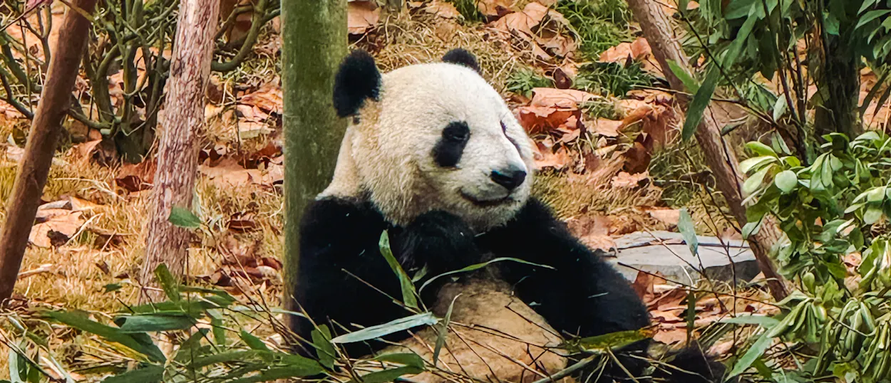 A giant panda sits peacefully among bamboo and fallen leaves at the Chengdu Research Base.