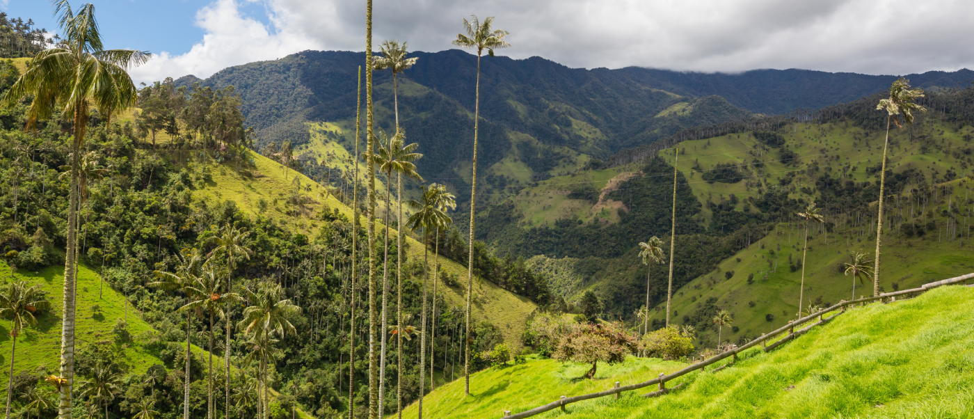 Towering wax palms stand tall on lush green hills in Colombia's Cocora Valley.