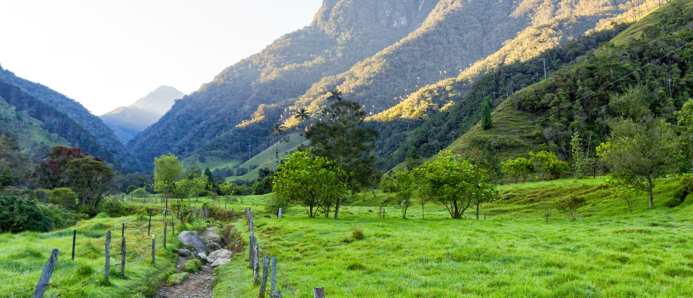 Lush green valley with a winding path and majestic mountains in Los Nevados National Park.